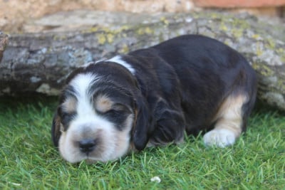 Les chiots de Cocker Spaniel Anglais