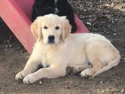 Les chiots de Golden Retriever