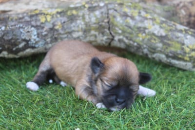 MALE - Lhassa Apso