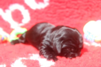 Les chiots de Cocker Spaniel Anglais