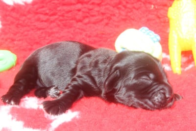 Les chiots de Cocker Spaniel Anglais