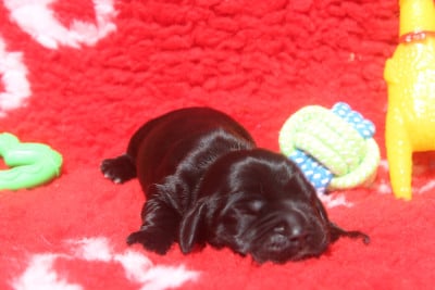 Les chiots de Cocker Spaniel Anglais
