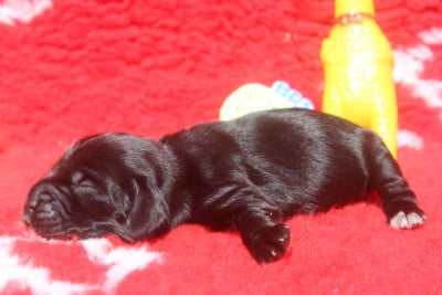 Les chiots de Cocker Spaniel Anglais