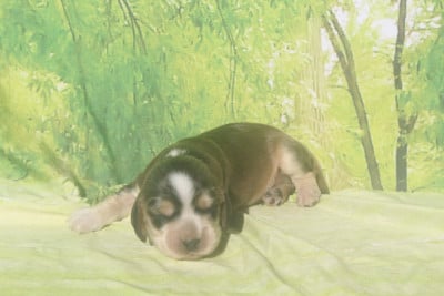 Les chiots de Cocker Spaniel Anglais