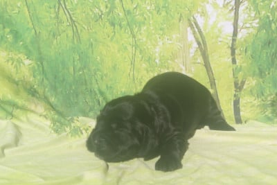 Les chiots de Cocker Spaniel Anglais
