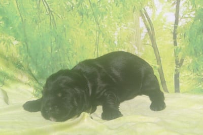 Les chiots de Cocker Spaniel Anglais