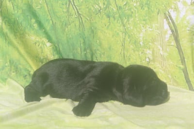 Les chiots de Cocker Spaniel Anglais