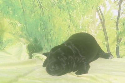 Les chiots de Cocker Spaniel Anglais