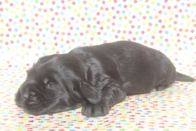 Les chiots de Cocker Spaniel Anglais