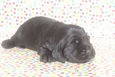 Les chiots de Cocker Spaniel Anglais
