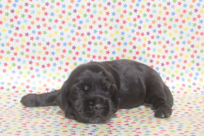 Les chiots de Cocker Spaniel Anglais