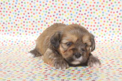 Les chiots de Lhassa Apso