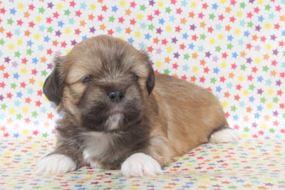 Les chiots de Lhassa Apso