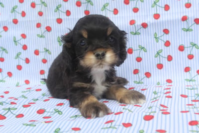 American Cocker Spaniel