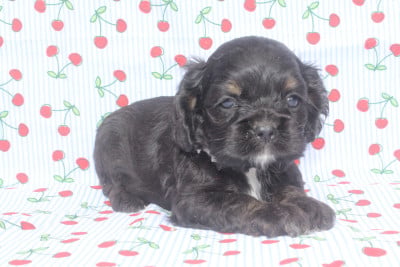 femelle noir et feu - American Cocker Spaniel