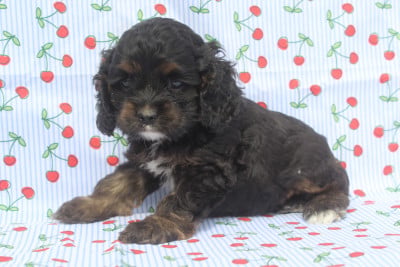 femelle noir et feu - American Cocker Spaniel