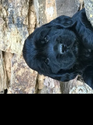 Les chiots de Cocker Spaniel Anglais