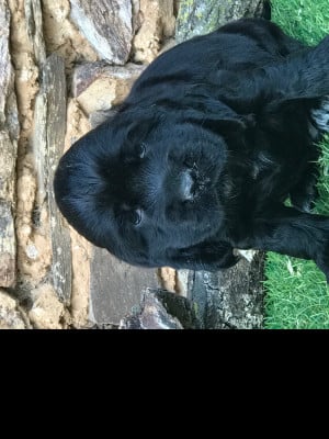 Les chiots de Cocker Spaniel Anglais