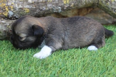 Les chiots de Lhassa Apso