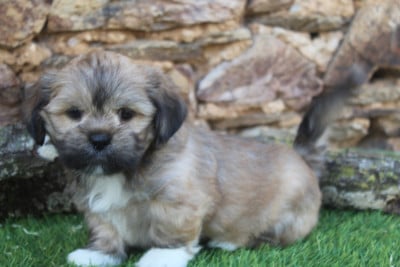 Les chiots de Lhassa Apso