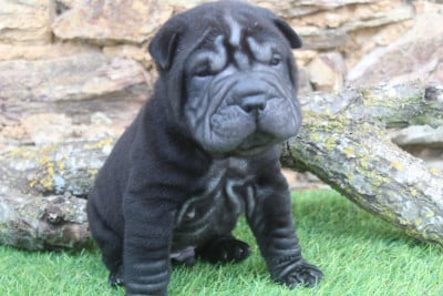 Les chiots de Shar Pei