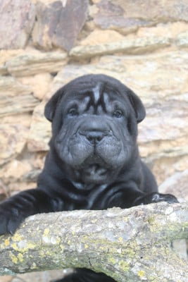Les chiots de Shar Pei