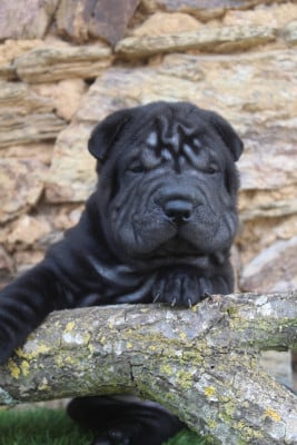 Les chiots de Shar Pei
