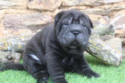 Les chiots de Shar Pei