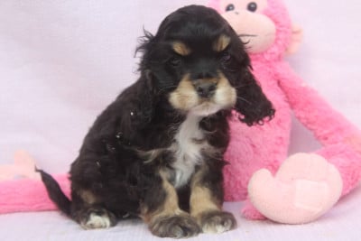 Les chiots de American Cocker Spaniel