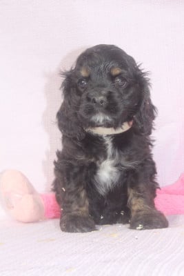 Les chiots de American Cocker Spaniel