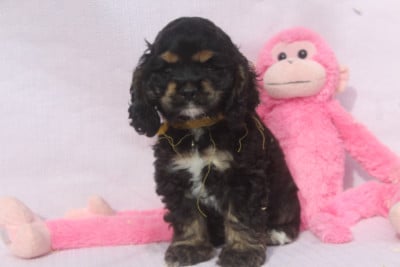 Les chiots de American Cocker Spaniel