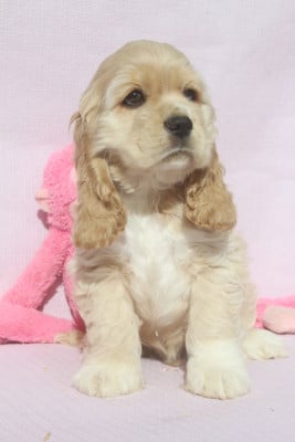 Les chiots de American Cocker Spaniel