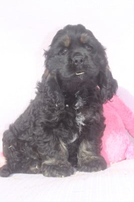Les chiots de American Cocker Spaniel