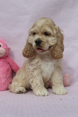 Les chiots de American Cocker Spaniel
