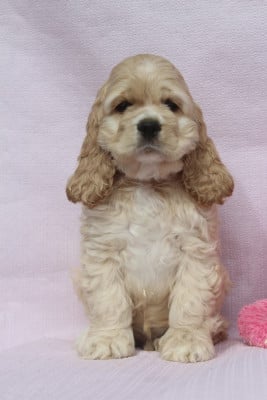 Les chiots de American Cocker Spaniel