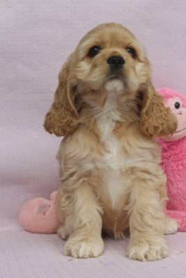 Les chiots de American Cocker Spaniel