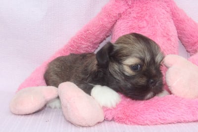 Les chiots de Lhassa Apso