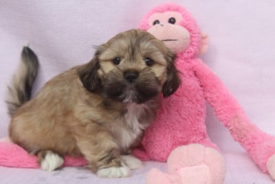 Les chiots de Lhassa Apso