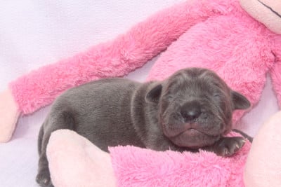 Les chiots de Cane Corso