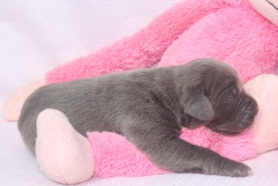 Les chiots de Cane Corso
