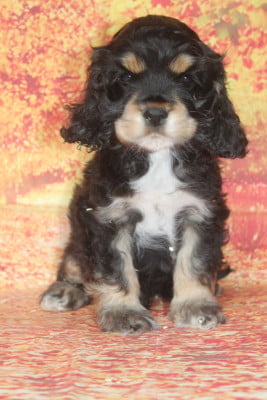 Les chiots de American Cocker Spaniel