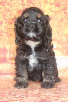 Les chiots de American Cocker Spaniel