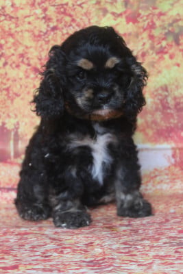 Les chiots de American Cocker Spaniel