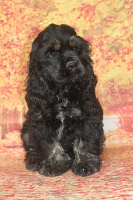 Les chiots de American Cocker Spaniel