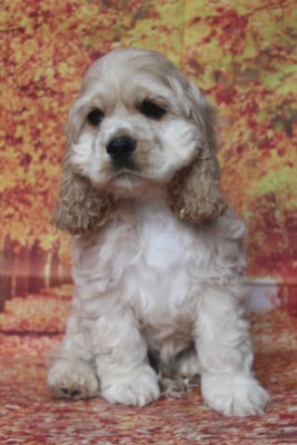 Les chiots de American Cocker Spaniel