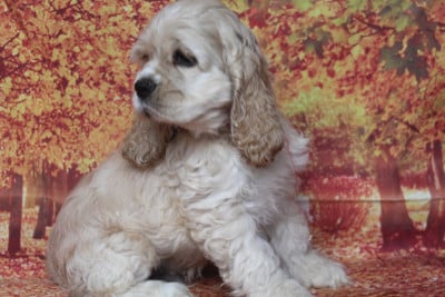 BRIAN male blond - American Cocker Spaniel