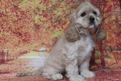 Blondine. FEMELLE BLONDE - American Cocker Spaniel