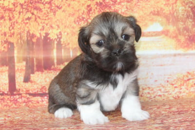 Les chiots de Lhassa Apso