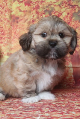 Les chiots de Lhassa Apso