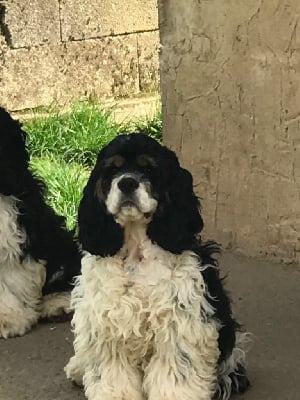 Les chiots de American Cocker Spaniel